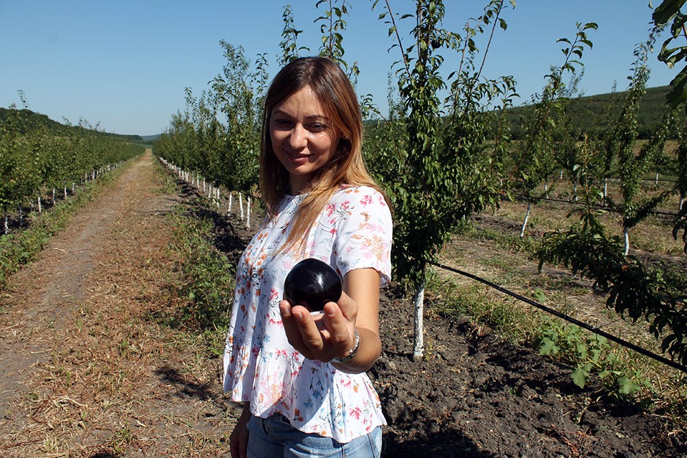 Primele prune culese de familia Chișcă. Fotografii de Lilia Zaharia