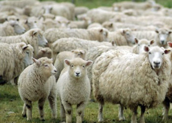 Uite oaia, nu e oaia