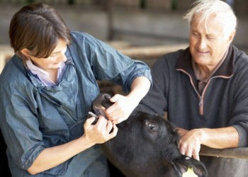 Tot mai puțini medici veterinari