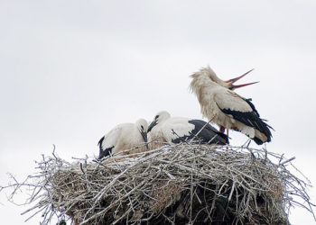 Primii cocostârci din acest an în raionul Ungheni văzuți la Cornești.  Ce ne recomandă specialiștii pentru a-i salva de la frig