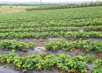 În calea succesului  stau multe probleme