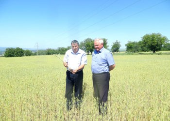 Lanurile ard fără foc și fum