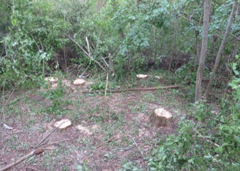 La capitolul ecologie, Ungheniul încă șchiopătează