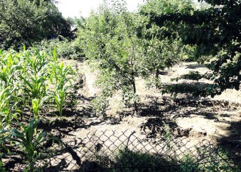 Cu promisiuni de la o ploaie la alta