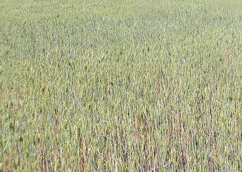 Preconizări sumbre la capitolul recolte