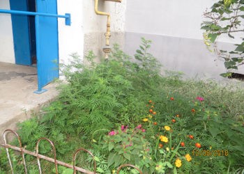 O floare mândră, în realitate un adevărat pericol!