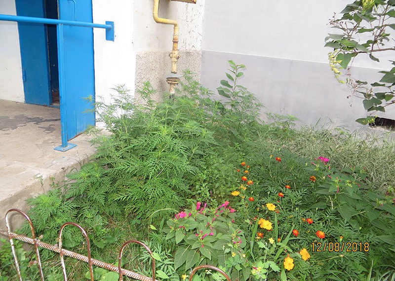 O floare mândră, în realitate un adevărat  pericol!