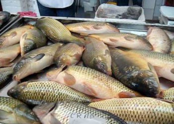 Hală modernă  de comercializare a peștelui