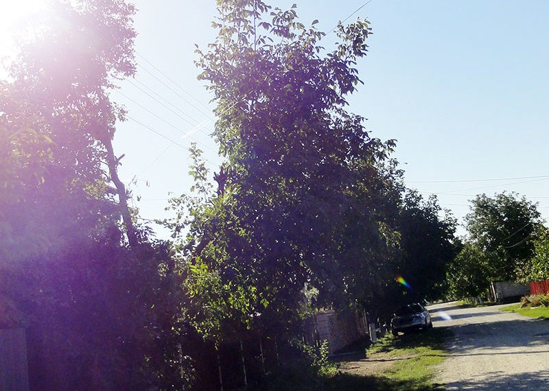 Copacul e benefic dacă e sădit la locul potrivit