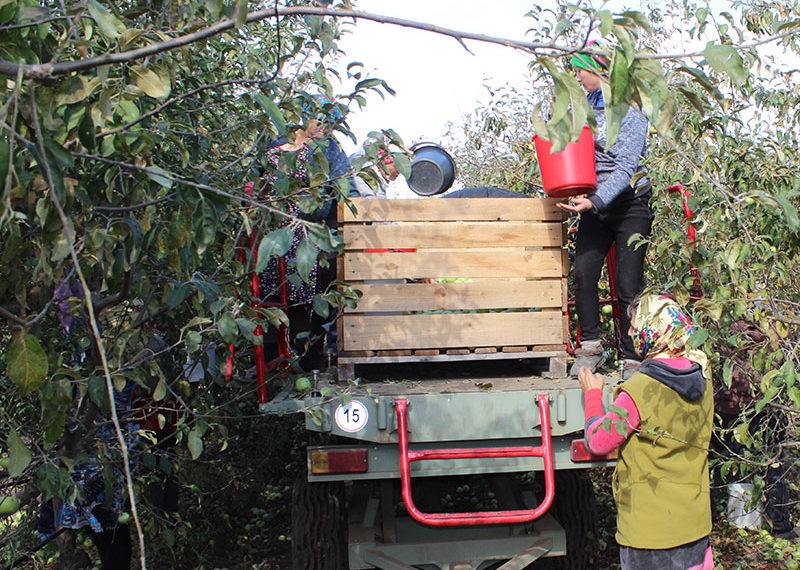 Roadă-record de mere, care riscă să se piardă pe câmp