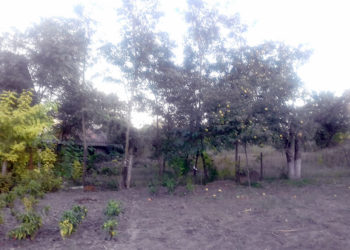 Nu sunt mere – e rău,  sunt – nu știm ce să facem cu ele