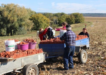 Sărăcia îi face să lupte pentru existență