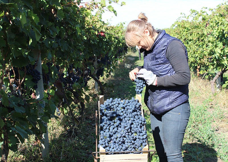 Struguri din abundență – piețe de desfacere puține