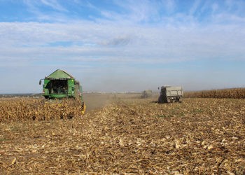 Recolte satisfăcătoare de porumb