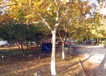 ”Nu mai faceți aluzii de prost gust  la adresa iubitorilor de animale”