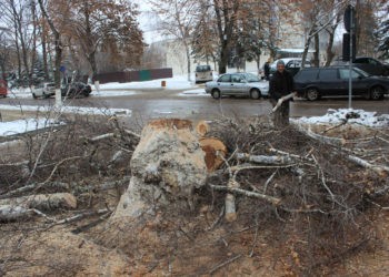 Copaci defrișați pentru siguranță și pentru comoditate