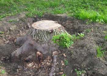 Supărați că le-au tăiat copacii din poartă