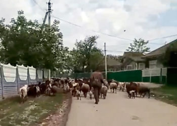 VIDEO. Unuia – brânza, altuia – problemele