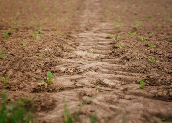 Braconierii  au bătătorit  câmpurile din Cioropcani de dragul unei pasiuni