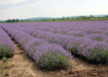 FOTO. La Blindești se întâlnește cerul cu pământul  sau despre unica plantație de lavandă  din raionul Ungheni