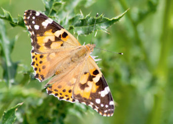 Un  oaspete nedorit, Vanessa Cardui