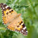 Un  oaspete nedorit, Vanessa Cardui