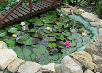 FOTO. „Comori de tinereţe, comori de fericiri,/ Încântătoare forme de albe năluciri” sau nuferii din grădina lui Ghenadie Manica din Gherman