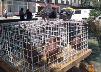 La inițiativa  unui pasionat a avut loc o expoziție de porumbei la Ungheni