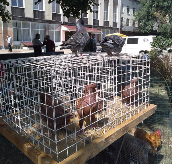 La inițiativa unui pasionat a avut loc o expoziție de porumbei la Ungheni