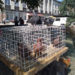 La inițiativa  unui pasionat a avut loc o expoziție de porumbei la Ungheni