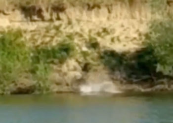 VIDEO. Dacă nu știi, nu te băga