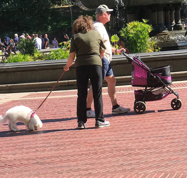 De ce ursul n-are coadă…