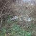 FOTO. Deșeuri aruncate pretutindeni, numai nu în groapa de gunoi