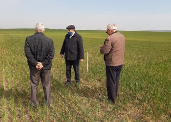FOTO. Situație alarmantă în agricultură. Culturile de categoria I nu mai au nici o șansă
