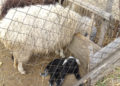 Încă o lovitură pentru crescătorii de oi
