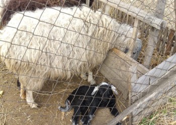 Încă o lovitură pentru crescătorii de oi