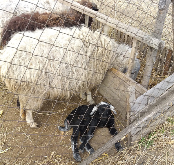 Încă o lovitură pentru crescătorii de oi