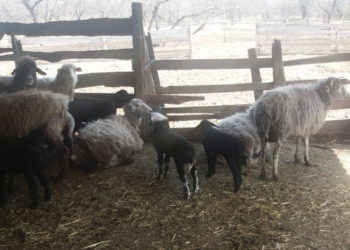 Vom vedea oi doar la televizor