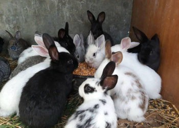 Profilaxia și combaterea bolilor la păsări și animale. Remedii și măsuri de primăvară