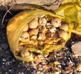 Oameni buni, aveți obraz!