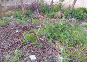 Pe deasupra trandafir, înăuntru borș cu știr