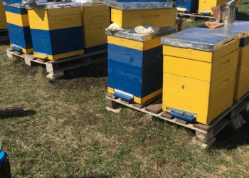 „Darul Albinelor”, afacerea socială „dulce” care aduce schimbarea la Cimișeni