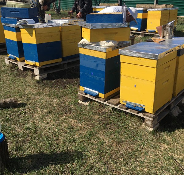 „Darul Albinelor”, afacerea socială „dulce” care aduce schimbarea la Cimișeni