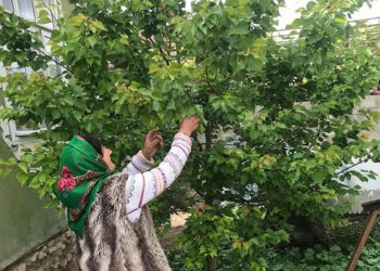 Recoltă sumbră  pentru producătorii de caise