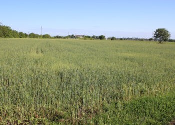 Nu este ușor să păstrezi recolta  în astfel de condiții, dar trebuie