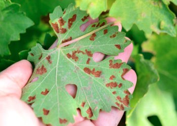 AVERTIZARE: Cum să ne protejăm vița-de-vie de dăunători