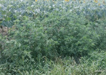 Ambrozia – problemă de sănătate publică și nu numai. Fiți atenți!