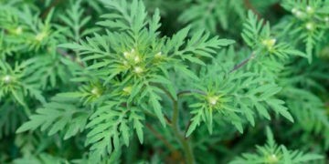 Ambrozia – problemă de sănătate publică și nu numai. Fiți atenți!