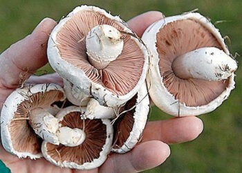 Un tânăr soț și tată a decedat la Stolniceni. Cauza probabilă – intoxicație cu ciuperci