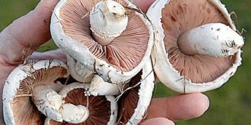 Un tânăr soț și tată a decedat la Stolniceni. Cauza probabilă – intoxicație cu ciuperci